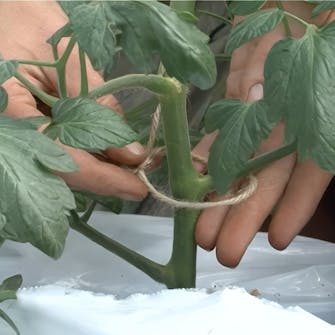 Oppbinding av tomater Oppbinding av tomater